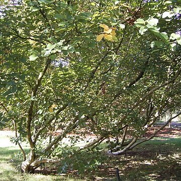 Betula medwediewii unspecified picture