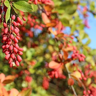 Berberis prattii unspecified picture