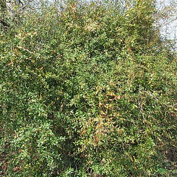Berberis floribunda unspecified picture