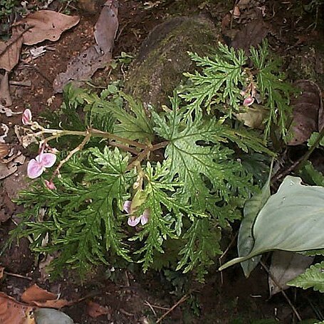 Begonia incisa unspecified picture