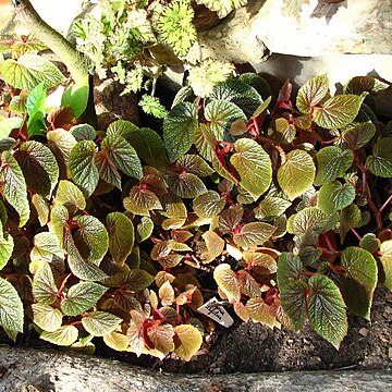 Begonia strigillosa unspecified picture