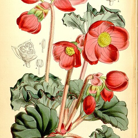 Begonia veitchii unspecified picture