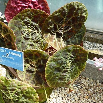 Begonia goegoensis unspecified picture