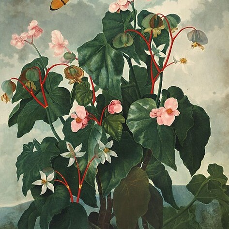 Begonia unspecified picture