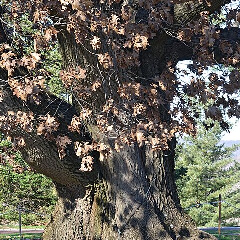 Quercus benderi unspecified picture
