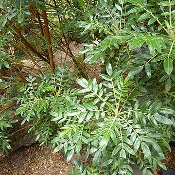 Bencomia brachystachya unspecified picture