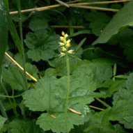 Bensoniella unspecified picture