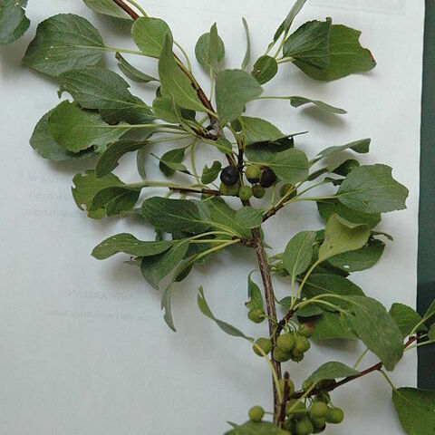 Rhamnus petiolaris unspecified picture
