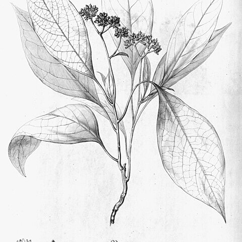 Celosia corymbifera unspecified picture