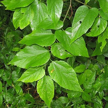 Celtis tenuifolia unspecified picture
