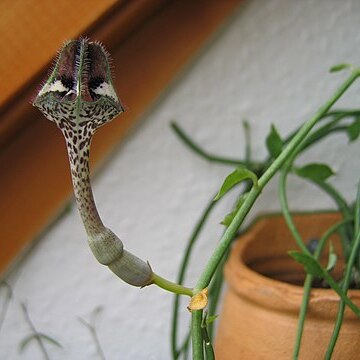Ceropegia nilotica unspecified picture