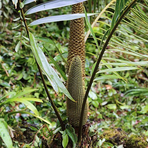 Ceratozamia latifolia unspecified picture