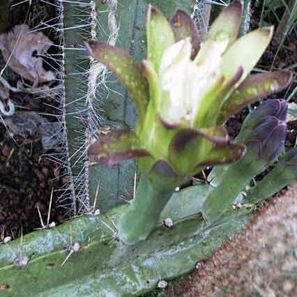 Cereus huilunchu unspecified picture