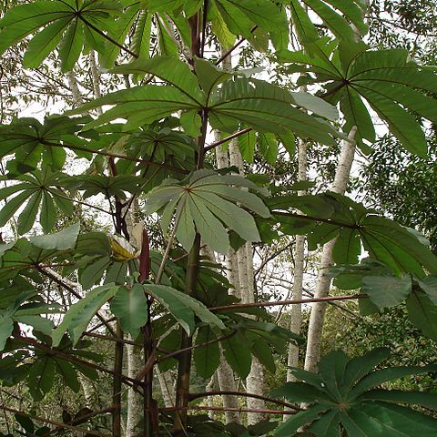 Cecropia unspecified picture
