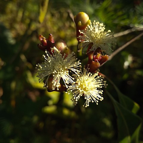 Syzygium aromaticum unspecified picture