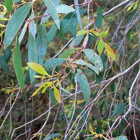 Eucalyptus stellulata unspecified picture