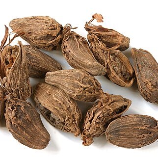 Amomum subulatum unspecified picture