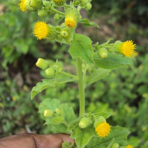 Blumea lacera unspecified picture