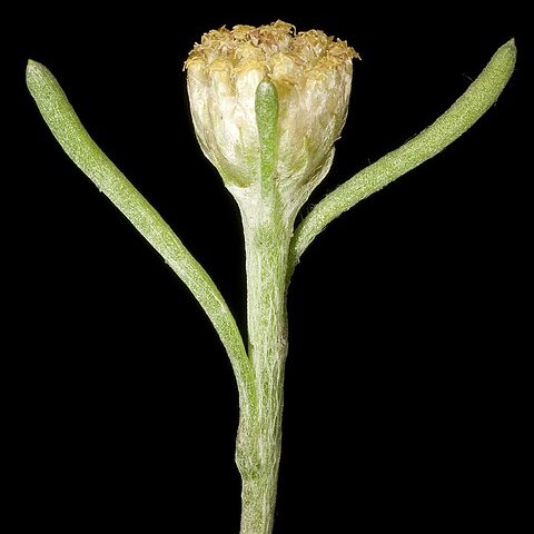 Blennospora unspecified picture