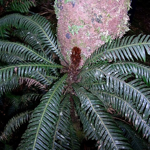 Blechnum contiguum unspecified picture