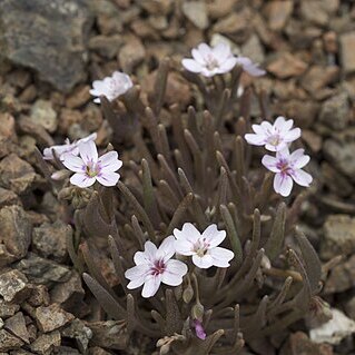 Claytonia gypsophiloides unspecified picture