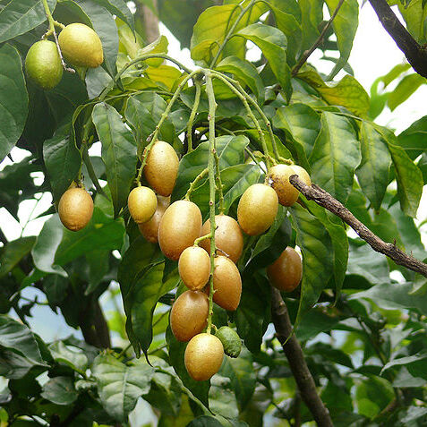 Clausena unspecified picture