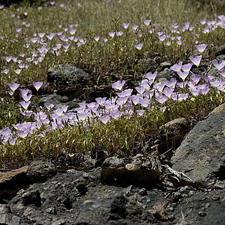 Clarkia arcuata unspecified picture