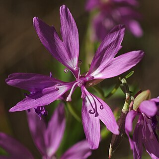 Clarkia biloba unspecified picture