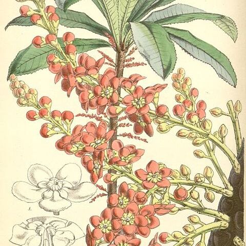 Clavija ornata unspecified picture