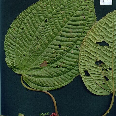 Clidemia epiphytica unspecified picture
