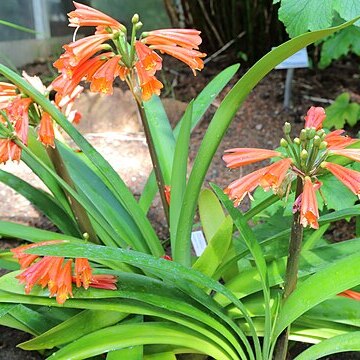 Clivia robusta unspecified picture