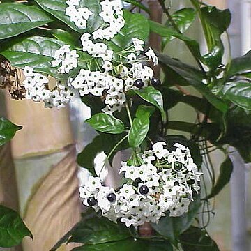 Clerodendrum formicarum unspecified picture