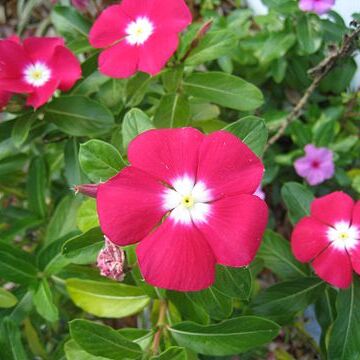 Catharanthus ovalis unspecified picture