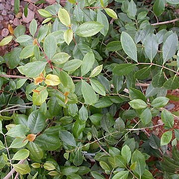 Catha unspecified picture