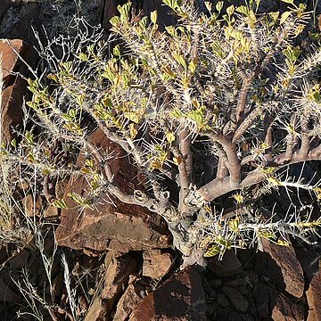 Commiphora saxicola unspecified picture
