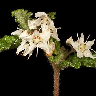 Commersonia cygnorum unspecified picture