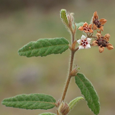 Commersonia breviseta unspecified picture