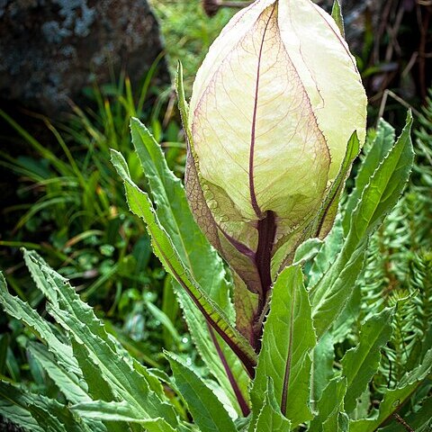 Saussurea obvallata unspecified picture