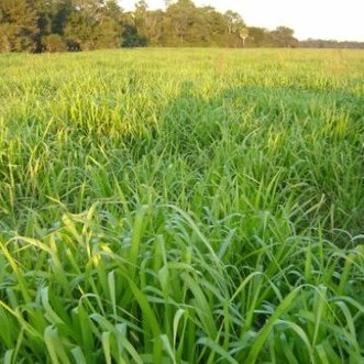 Brachiaria unspecified picture
