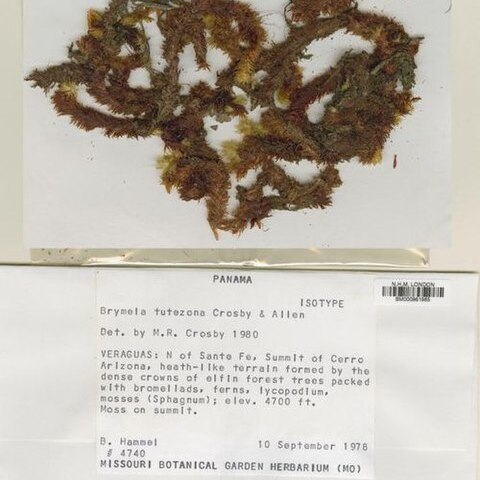 Brymela unspecified picture