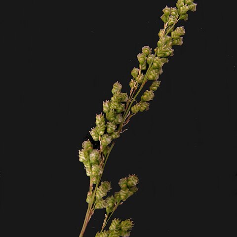 Chascolytrum subaristatum unspecified picture