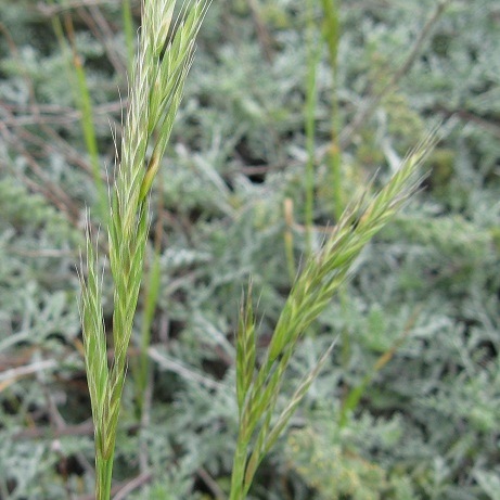 Bromus arizonicus unspecified picture