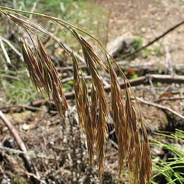 Bromus laevipes unspecified picture