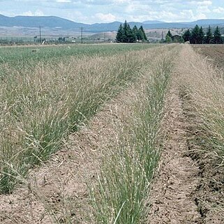 Bromus marginatus unspecified picture
