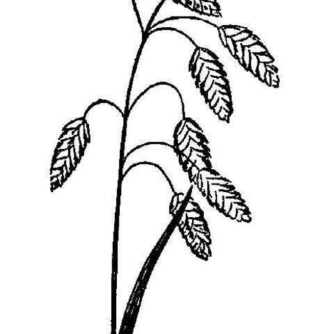 Bromus briziformis unspecified picture