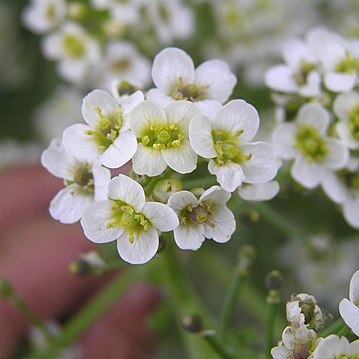 Crambe tataria unspecified picture