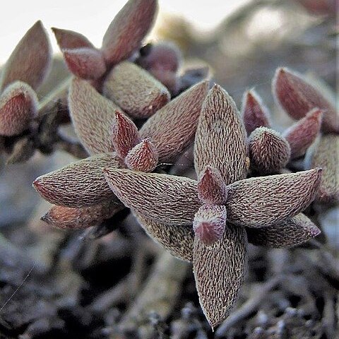 Crassula ammophila unspecified picture