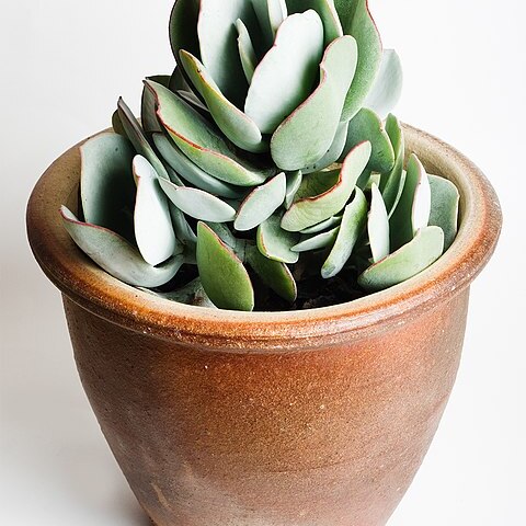 Crassula arborescens unspecified picture