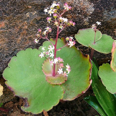 Crassula umbella unspecified picture