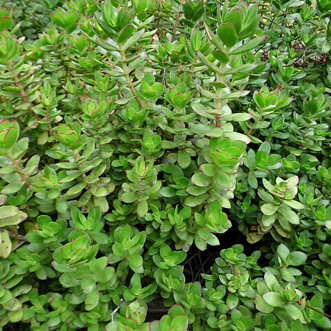 Crassula cultrata unspecified picture